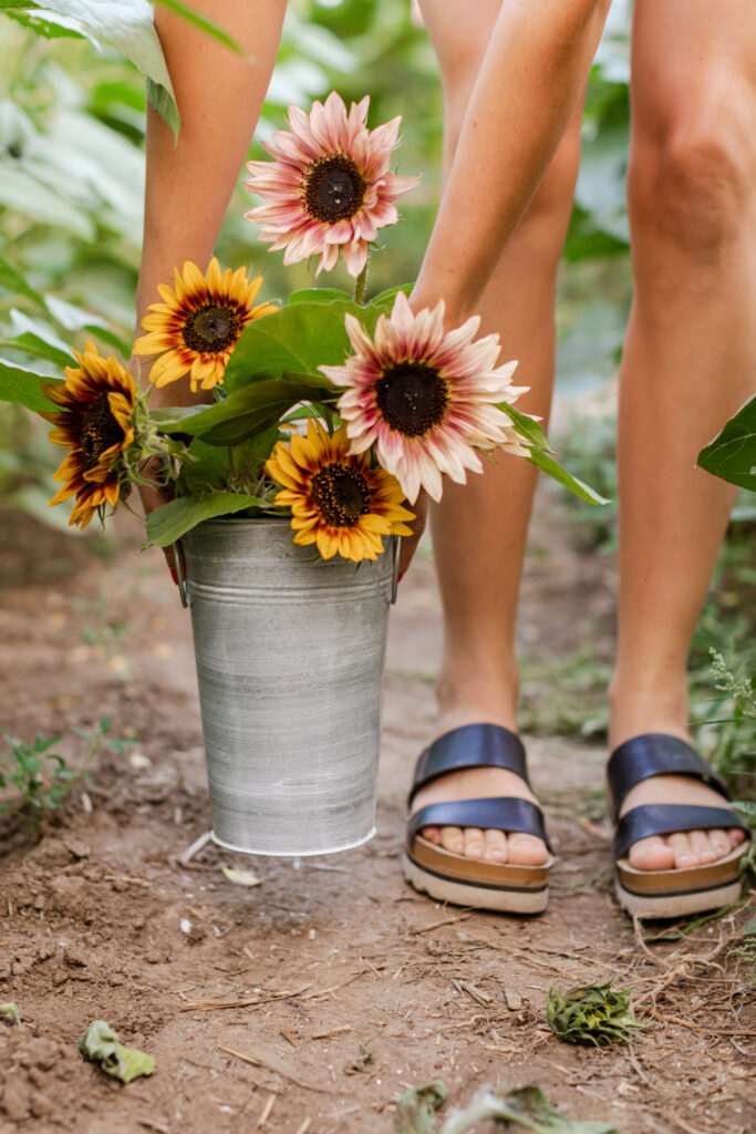 Sunflower Festival Shuswap Tourism