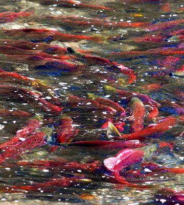 Witness the Sockeye Salmon Run at Tsútswecw Provincial Park